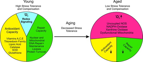 Figure 1. General aspects of RNOS in aging. Young individuals have a higher stress tolerance due to a high antioxidant potential, and efficient repair mechanisms restore homeostatic conditions in response to damage. Under these physiological conditions redox regulation can normally proceed in special compartments but differs in a cell type-specific manner. Prostaglandin endoperoxide H2 synthase (PGHS, COX) is an excellent example of a highly redox-controlled enzyme. In aging the stress tolerance to RNOS decreases. The molecular basis for the loss of balance between damage and repair is the enhanced RNOS generation which must be compensated by antioxidant systems. These exhibit a reduced efficiency in repair with increasing age. As a consequence, oxidatively altered macromolecules accumulate and burden physiological cellular processes. This attenuates redox regulation and also interferes with intercellular communication.