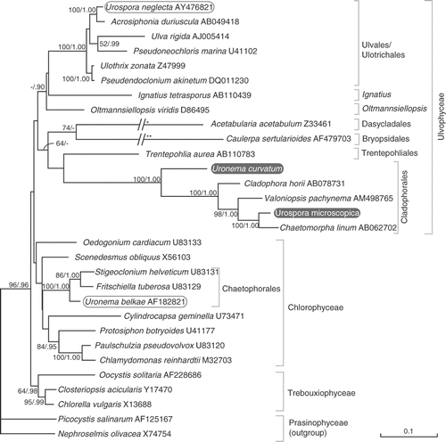 Fig. 22. ML tree of the core chlorophytes (Ulvophyceae, Trebouxiophyceae, Chlorophyceae), rooted with two prasinophytes, inferred from SSU nrDNA sequences. The phylogenetic position of Uronema curvatum (=Okellya curvata, comb. nov.) and Urospora microscopica (=Chaetomorpha norvegica, nom. nov.), along with other members of the two genera are shown. Maximum likelihood bootstrap values (>50) and Bayesian inference posterior probabilities (>0.90) are indicated at branches. The branches leading to Acetabularia and Caulerpa are scaled 50% (*) and 25% (**).