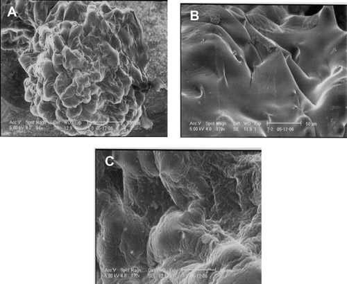 FIG. 1 Scanning electron microscope images of (A) alginate coated chitosan bead (batch SA2). Magnified view of bead surface: (B) before alginate coating (batch TP1); (C) after alginate coating (batch SA2).