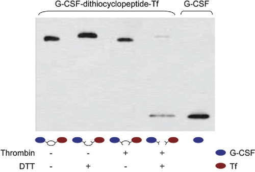 Figure 2. Characterization of recombinant G-C-T.G-C-T was treated with 10 U/mL thrombin and incubated at 20°C for 16 h to generate G-S-S-T. The protein samples, with or without thrombin treatment, were boiled in reducing (containing 100 mM DTT) or nonreducing loading buffer and analyzed by anti—G-CSF Western blotting analysis as described in the “Materials and methods” section.