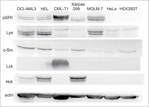 Figure 2. Expression levels of Src family kinases and of their active forms. Expression of c-Src, Lyn, Hck and Lck was assessed in human leukemia/lymphoma cell lines as well as in 2 human adherent cell lines (HeLa, HEK293T). The phospho-specific antibody against pSFK (Tyr416) recognizes an autophosphorylation site shared by all these kinases which serves as a marker of kinase activity. The same number of cells was harvested for all samples, actin was used as a control for total protein load.