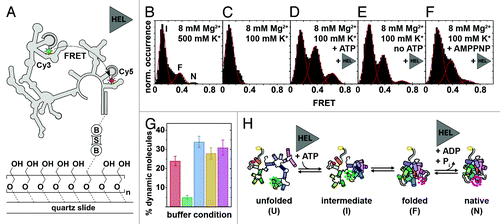 Figure 5. Mss116-mediated group II intron folding using smFRET.Citation124,Citation162 (A) Experimental design. The fluorophore-labeled D135 ribozyme (Cy3, green cycle; Cy5, red cycle) is immobilized on a PEG-coated quartz slide via a biotin-streptavidin linkage (“B,” “S”). Structural interconversion under different folding conditions is monitored by following FRET efficiency over time. (B–F) Averaged FRET histograms, each built from over 100 single-molecule time traces. Imaging conditions: (B) 8 mM Mg2+, 500 mM K+. Three FRET distributions are observed, termed “intermediate” (“I”), “folded” (“F”) and “native” (“N”) based on earlier results.Citation162,Citation163 (C)Eight mM Mg2+, 100 mM K+. Only the “I” FRET state is observed at near-physiological conditions. (D) Eight mM Mg2+, 100 mM K+, 25 nM Mss116, 1 mM ATP. Addition of Mss116 and ATP shifts the distribution of FRET states toward the folded intermediate and the native state. (E and F) Eight mM Mg2+, 100 mM K+, 25 nM Mss116 (and 1 mM AMPPNP). Effect of ATP hydrolysis on D135 folding. Prevalence of the native state is lowered in the absence of ATP (E) and in the presence of non-hydrolyzable AMPPNP (F). (G) Percentage of dynamic molecules at different imaging conditions. Red, 500 mM K+, 8 mM Mg2+; green, 8 mM Mg2+, 100 mM K+; blue, 8 mM Mg2+, 100 mM K+, 25 nM Mss116, 1 mM ATP; yellow, 8 mM Mg2+, 100 mM K+, 25 nM Mss116; purple, 8 mM Mg2+, 100 mM K+, 25 nM Mss116, 1 mM AMPPNP. (H) Proposed model of Mss116-mediated group II intron folding. D135 interconverts between four conformations referred to as “unfolded” (“U”), “intermediate” (“I”), “folded” (“F”) and “native” (“N”). Mss116 promotes the transition from U to I, even in the absence of ATP. It further catalyzes ATP-dependent conversion from F to N. Figure modified from reference Citation124.