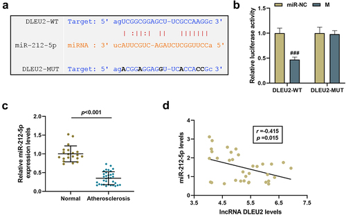 Figure 2. LncRNA DLEU2 competitively bound to miR-212-5p. (a) StarBase v2.0 (http://starbase.sysu.edu.cn/index.php) and (b) dual luciferase reporter assay were adopted to analyze the binding relationship between DLEU2 and miR-212-5p. (c) The expression of miR-212-5p was analyzed using RT-qPCR in human atherosclerotic serum (n = 34) and normal serum (n = 20). (d) Pearson correlation method was applied to analyze the correlation between the expressions of DLEU2 and miR-212-5p in the plasma of patients with atherosclerosis (n = 34). ###P < 0.001 vs. miR-NC. All experiments were repeated at least three times. Data were expressed as mean ± standard deviation. Data between two groups or among multiple groups were analyzed by independent sample t test or one-way ANOVA, followed by Tukey’s post hoc test.