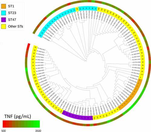 Figure 1. Whole genome-based phylogenetic tree of 108 Lp1 clinical isolates. The interior ring corresponds to clinical isolates STs and the exterior ring corresponds to a heatmap representing TNF-α secretion levels by infected U937 cells.