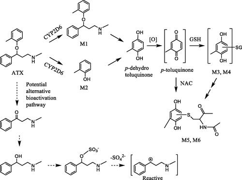 Figure 4. Proposed bioactivation pathway of atomoxetine.