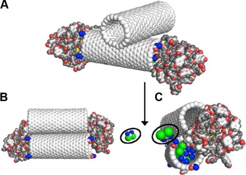 Figure 4 Simulation results for the case when the nanocontainer interacts with other carbon nanotube arranged in the way illustrated in A. Parts B (side view) and C (edge view) show the final system state.Note: Black ellipsoids show the CDDP molecules released from the nanocontainer as a result of the uncapping induced by interaction with the second nanotube.Abbreviation: CDDP, cisplatin.