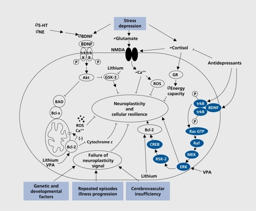 Figure 1. Neuroplasticity and cellular resilience in mood disorders; the multiple influences on neuroplasticity and cellular resilience in mood disorders. Genetic/neurodevelopmental factors, repeated affective episodes, and illness progression might all contribute to the impairments of cellular resilience, volumetric reductions, and cell death/atrophy observed in mood disorders. Stress and depression likely contribute to impairments of cellular resilience by a variety of mechanisms, including reductions in the levels of brain-derived neurotrophic factor (BDNF), facilitating glutamatergic transmission via N-methyl-D-aspartate (NMDA) and nonNMDA receptors, and reducing the cells energy capacity. Neurotrophic factors, such as BDNF, enhance cell survival by activating two distinct signaling pathways: the phosphatidylinositol (Pl)3-kinase pathway, and the extracellular signal-regulated kinase (ERK)-mitogen activated protein (MAP)-kinase pathway. One of the major mechanisms by which BDNF promotes cell survival is by increasing the expression of the major cytoprotective protein, Bcl-2. Bcl-2 attenuates cell death via a variety of mechanisms, including impairing the release of calcium and cytochrome c, sequestering proforms of deathinducing capase enzymes, and enhancing mitochondrial calcium uptake. The chronic administration of a variety of antidepressants increases the expression of BDNF, and its tyrosine kinase receptor (trkB). Lithium and valproic acid (VPA) robustly upregulate the cytoprotective protein Bcl-2. Lithium and VPA also inhibit glucogen synthase kinase (GSK-3b), biochemical effects shown to have neuroprotective effects. VPA also activates the ERK-MAP-kinase pathway, effects that may play a major role in neurotrophic effects and neurite outgrowth. NGF, nerve growth factor; Bcl-2 and Bcl-x, antiapoptotic members of the Bcl-2 family; BAD and Bax, proapoptotic members of the Bcl-2 family; Ras, GTP, Raf, MEK, ERK, components of the ERK-MAP-kinase pathway; CREB, cyclic adenosine monophosphate (cAMP) responsive element binding protein; Rsk-2, ribosomal S-6 kinase; ROS, reactive oxygen species; GR, glucocorticoid receptor; 5-HT, 5-hydroxytryptamine; NE, norepinephrine; P, phosphorylation. Reproduced with permission from reference 9: Manji HK, Drevets WC, Charney DS. The cellular neurobiology of depression. Nat Med. 2001 ;7:541 -547. Copyright © 2001 Nature Publishing Group.