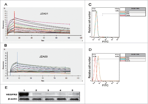 Figure 2. JZA01 binds to KDR and to cells expressing VEGFR2. (A) The binding affinity of JZA01 with KDR was determined with the Biacore system. To prepare chips, JZA01 was captured on a CM5 chips with bound anti-human IgG. Increasing concentrations of the KDR (from bottom to top) ranging from 0.78125 nM to 100 nM then flowed over the chip for 120 s. Binding affinity was calculated using the 2:1 model. (B) Binding affinity of JZA00 with KDR was determined as described in (A) with concentrations of KDR ranging from 0.78125 nM to 100 nM. (C) L02 cells or (D) HUVEC were incubated with 100 nM JZA00 or JZA01 for 1 h, washed three times with PBS, and then incubated with FITC labeled anti-human kappa chain and analyzed by flow cytometry assay. (E) Western blot analysis of VEGFR2 expression using either JZA01 or JZA00 as the primary antibody and HRP-conjugated goat-anti-human IgG H+L (Sino Biological Inc., China) as the secondary antibody. Lane 1: JZA01 HUVEC; Lane 2: JZA01 HCT-116; Lane 3: JZA00 HCT-116; Lane 4: JZA01 SW620; Lane 5: JZA00 SW620.