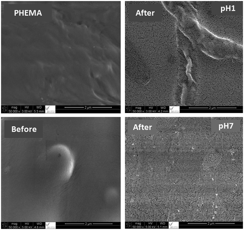 Figure 9. SEM micrographs of pure PHEMA and FAHEMA10 film before and after the release process in media pH 1 and 7, respectively.