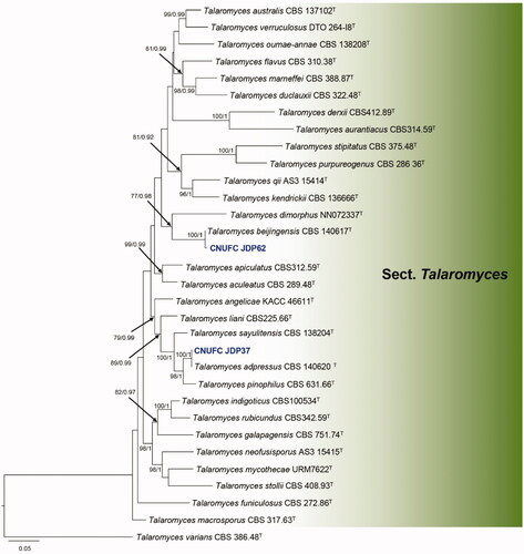 Figure 4. Phylogram generated from the Maximum Likelihood (RAxML) analysis based on a combined BenA, CaM and RPB2 sequence data for species classified in the section Talaromyces. Bootstrap values ≥70% MLBS and ≥0.90 BPP are indicated above or below branches. Talaromyces varians CBS 386.48 was used as the outgroup. The newly generated sequences are indicated in blue bold. T = ex type.