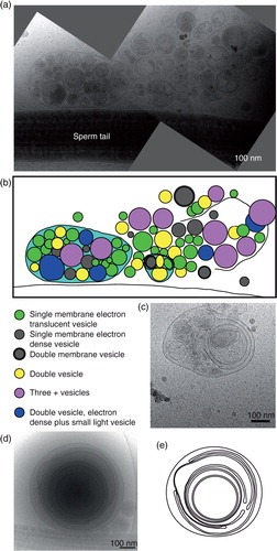 Fig. 5.  Vesicle sacs and lamellar bodies. (a) Two overlapping cryo-electron micrographs showing a large collection of vesicles inside a membrane (left) and a similar ruptured structure (right). (b) A line drawing of the vesicles and membranes surrounding them in (a). Note that vesicles of different categories are present in the same vesicle sac (turquoise). (c) An example of a smaller, intact, vesicle sac. (d) A lamellar body showing multilayered membranes that are not always closed, shown as a line drawing in (e).