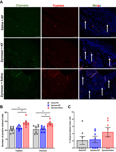 Figure 10 Long-term effects of mast cells stabilizer KF on the presence of mast cell, 81 days after the 3rd round. (A) Positively stained cells with mast cell chymase (green; white arrows) and tryptase (red; white arrows) merged with dapi stain (blue) in the Saline- ketotifen, the zymosan- ketotifen, and the zymosan-saline group. Scale bar: 50 µm. (B) The number of positively stained cells with chymase or tryptase in the Saline- ketotifen, the zymosan- ketotifen, and the zymosan-saline group after 81 days of the 3rd round (n=7 per group). (C) The percentage of degranulated mast cells among the Saline- ketotifen, the zymosan- ketotifen, and the zymosan-saline group after 81 days of the 3rd round (n=7 per group). Mean ± SEM. *P<0.05.