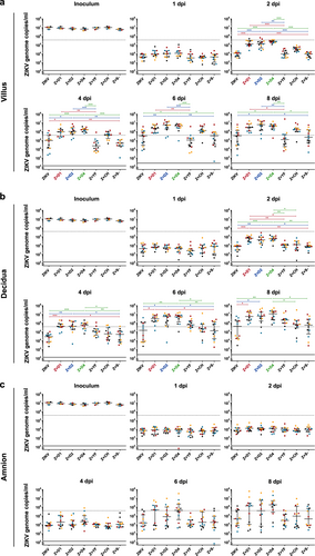 Fig. 2 ZIKV replication in different placental tissue explants and ADE by DENV antibodies.Placental villus (a), maternal decidua (b), and amnion (c) explants were infected in triplicates with ZIKV (1.5 × 105 PFU/mL) with or without prior incubation with human sera that either contained antibodies against one of three different DENV serotypes as indicated, YFV or CHIKV, or a control serum. The virus concentration of the inoculum 0 dpi and viral replication 1, 2, 4, 6, and 8 dpi were determined by quantitative real-time RT-PCR. Explants were obtained from four donors as indicated by black, blue, red, and yellow dots. Medians with interquartile ranges are presented for each treatment. The dashed line shows the threshold for successful infection used for the infection rate calculation in Table 1. The continuous line represents the detection limit of the real-time RT-PCR. Statistical analysis was performed with the Kruskal–Wallis test combined with Dunn’s multiple comparison test. Significant differences are indicated in red (Z + D1), blue (Z + D2), and green (Z + D4) (*P < 0.05, **P < 0.01, ***P < 0.001). Z + D1 ZIKV + DENV-1-immune serum, Z + D2 ZIKV + DENV-2-immune serum, Z + D4 ZIKV + DENV-4-immune serum, Z + YF ZIKV + YFV-immune serum, Z + CH ZIKV + CHIKV-immune serum, Z + S− ZIKV + flavi- and alphavirus-naïve serum