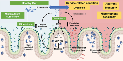 Figure 2. Mechanism of intestinal microbial architecture and immunity in health and disease.