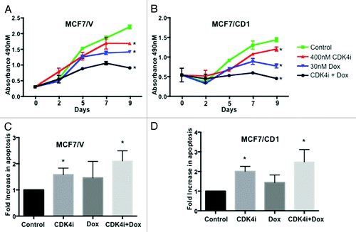 Figure 1. Treatment with combination therapy results in the lowest proliferation rates and highest levels of apoptosis. (A) MCF7/V and (B) MCF7/CD1 cells were treated over the course of 9 d with control DMSO, 400 nM CDK4i, 30 nM doxorubicin, or combination therapy, and an MTS assay was used to measure cell number at the indicated time points. Absorbance for CDK4i, doxorubicin, and combination treated cells was compared with control treated cells within each cell line using a Student t test to obtain P values. Absorbance values are shown ± SE. (C) MCF7/V and (D) MCF7/CD1 cells were treated over the course of 2 d with control DMSO, 400 nM CDK4i, 30 nM doxorubicin, or combination therapy. Cells were fixed and stained using a TUNEL assay and cells undergoing apoptosis were counted and normalized to control treated cells to obtain fold changes. Experiments were repeated 3 times and representative results are shown. * indicates P < 0.05.