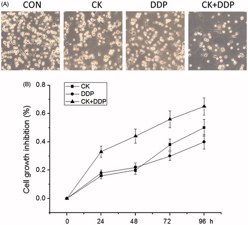 Figure 2. Effect of CK combined with DDP on the inhibition rate of MCF-7 cell proliferation. (A) MCF-7 cells were treated with CK, DDP, CK + DDP for 48 h; (B) the inhibition rate of cell proliferation was measured with MTT assay for 24, 48, 72, and 96 h. Each value is presented as mean ± SD (n = 3).