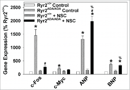FIGURE 7. c-Fos, c-Myc, ANP and BNP mRNA levels in hearts of Ryr2+/+ and Ryr2ADA/ADA mice treated with or without STAT3 inhibitor NSC74859. mRNA levels were measured by quantitative RT-PCR and normalized to levels in hearts of Ryr2+/+ mice not treated with the inhibitor (Ryr2+/+ Control). Data are the mean ± SEM of 5–6 samples. *p < 0.05 compared to Ryr2+/+ mice without NSC74859, #p < 0.05 compared with Ryr2ADA/ADA mice without NSC74859, %p < 0.05 compared with Ryr2+/+ mice with NSC74859, using one way ANOVA.