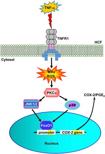 Figure 8 The schematic signaling pathways involved in TNF-α-induced COX-2 expression and PGE2 production in HCFs. TNF-α activated TNFR1 to stimulate mitoROS generation, in turn, activating PKCα/p38 MAPK and JNK1/2 cascade-dependent FoxO1 activity and binding with COX-2 promoter leading to COX-2 expression and PGE2 production in HCFs.