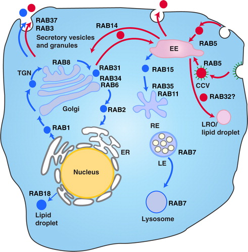 Fig. 7.  The different vesicle transport pathways and the functions of Rab GTPases identified from the hUCBMSC MVs. Rab proteins found in MVstim were related to deeper endosomal route (blue), whereas MVcrtl contained Rab proteins from the rapid loop located near the plasma membrane (red). RAB1, which is localized at the endoplasmic reticulum (ER), mediates ER–Golgi trafficking together with RAB2, which might also regulate Golgi–ER trafficking. The Golgi-localized RAB6 and RAB34 mediate intra-Golgi trafficking. RAB8 mediates constitutive biosynthetic trafficking from the trans-Golgi network (TGN) to the plasma membrane. RAB3, and RAB37 regulate the secretory pathway. RAB32 is involved in the biogenesis of melanosomes and other lysosome-related organelles (LRO) as well as the formation of lipid droplets from the early endosome (EE). RAB18 controls the formation of lipid droplets from the ER. RAB5 mediates endocytosis and endosome fusion of clathrin-coated vesicles (CCVs). RAB11 and RAB35 mediate slow endocytic recycling through recycling endosomes, (RE). RAB15 is involved in the trafficking from early endosomes (EE) to recycling endosomes. The late endosome-associated RAB7 mediates the maturation of late endosomes (LE) and their fusion with lysosomes. See Refs. (Citation75, Citation79) (Citation80, Citation81) for further information.