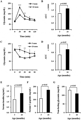 Figure 1. Glucose tolerance and insulin sensitivity are impaired in aged mice. (A) Glucose tolerance tests. n = 14 and 10 for mice aged 3 and 24 months, respectively. (B) Area under curve (AUC) for data presented in (A). (C) Insulin tolerance tests. n = 14 and 9 for mice aged 3 and 24 months, respectively. (D) AUC for data presented in (C). (E) Non-fasting serum insulin concentrations quantified by ELISA. n = 16 for mice aged 3 and 24 months, respectively. (F) Non-fasting serum C-peptide concentrations measured by ELISA. n = 16 for mice aged 3 and 24 months, respectively. (G) Non-fasting blood glucose levels in young and aged mice. n = 14 and 9 for mice aged 3 and 24 months, respectively. * p < 0.05, ** p < 0.01, and *** p < 0.001 for comparisons between mice aged 3 and 24 months.