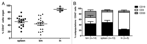 Figure 2. Human immune cell engraftment in different organs of HTM. (A) Flow cytometric analyses of the expression of human leukocyte common antigen (CD45+) detected the percentage of human leucocytes in spleen, bone marrow (bm) and lymph nodes (ln) of SK-BR-3 and BT474 transplanted HTM. (B) Immune cell populations were further characterized by flow cytometry and percentage of B cells (CD19+), T cells (CD3+), and myeloid cells (CD33+) of spleen, bm, and ln of CD45+ cells are presented in one graph. Numbers of animals are indicated in brackets.