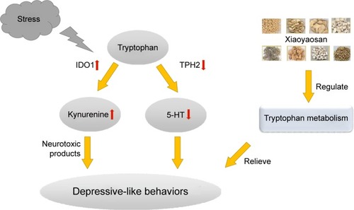 Figure 5 Effects of Xiaoyaosan on CIS-induced changes in hippocampal tryptophan metabolism.