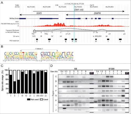 Figure 3. The (CAG)n repeat is occasionally spliced out as part of a large intron. (A) Splice donor and acceptor sites in DM1-AS were identified in ENCODE RNA-seq data. Multiple alternative splice modes are used, the most frequent of which are shown here. Some splice modes include the removal of the (CAG)n repeat (vertical blue bar) as part of a large alternatively spliced intron. Gray shading indicates frequently used exons (dark) and introns (light). Donor and acceptor splice sites are indicated as 5′ and 3′ and numbered with capital and small Roman numerals, respectively (5's indicates 2 donor sites in close proximity). Fig. S6 shows all identified splice modes in our study. (B) Nucleotide frequency plot summarizing all identified splice site sequences (listed in Tables S2 and S3). The GT/AG conservation at donor/acceptor sites of introns is observed for most predicted sites. (C) Frequency of splice site usage based on individual DM1-AS reads in ENCODE RNA-seq data. (D) To examine the composition and length of the DM1-AS transcript population, size-fractionated RNAs from healthy (5/5) myoblasts and CDM (5/1300) gastrocnemius muscle were used as input (size in kb indicated on top) in a series of RT-PCR reactions covering DM1-AS (8 amplicons, locations in (A); for approach see Fig. S5 and Materials and Methods).