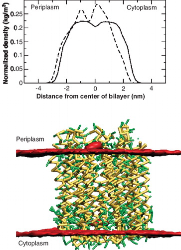 Figure 6.  Position of the lipids in the central cavity of the c-subunit ring. Top: Density profiles of the POPE lipids in the central cavity of the c-subunit ring (bold) and those surrounding the protein (dotted). The density was calculated perpendicular to the membrane surface and normalized by the total density of the lipids. Below: Lateral view of the time-averaged density of the phosphate beads (red) of the lipids. This Figure is reproduced in colour in Molecular Membrane Biology online.