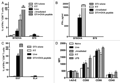 Figure 1. Primary sterile necrotic tumor cells fail to stimulate OVA-specific CD8+ T cells in vitro. (A and B) 5 × 104 F/T, live or γ-irradiated B78OVA or B78 cells were co-cultured in vitro with 5 × 105 OT-I splenocytes for 48 h and interferon γ (IFNγ)-secreting CD8+ T cells (A) or IFNγ concentration (B) were analyzed using IFNγ intracellular staining and IFNγ ELISA respectively. Data are pooled results of 3 experiments. (C) As in (A), OT-I splenocytes were co-cultured for 48 h with F/T or live EG7 cells and % of IFNγ producing cells was determined. EL4 cells were used as an OVA-negative control cell line. Data are representative of 3 independent experiments. (D) 5 × 104 F/T, live or γ-irradiated B78 cells were co-cultured with unsorted splenocytes. After 24 h, CD11c+ cells were stained and analyzed for I-A/I-E, CD80, CD86 and CD40 expression. As a positive control, DCs were stimulated with 100 ng/mL lipopolysaccharide (LPS). Data are representative of 2 independent experiments. *p < 0.05 as compared with OT-I cells alone (Student’s t test).