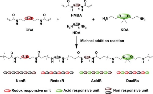 Figure 1 Synthetic scheme of dual-responsive poly(amido amine)s.Abbreviations: CBA, N,N′-cystaminebisacrylamide; HDA, hexamethylene diamine; HMBA, hexmethylenebisacrylamide; KDA, [1,1′-(2,2′-(propane-2,2-diylbis(oxy)) bis(ethane-2,1-diyl))diurea]; NonR, non-responsive; AcidR, acid responsive; RedoxR, redox responsive; DualR, dual responsive.