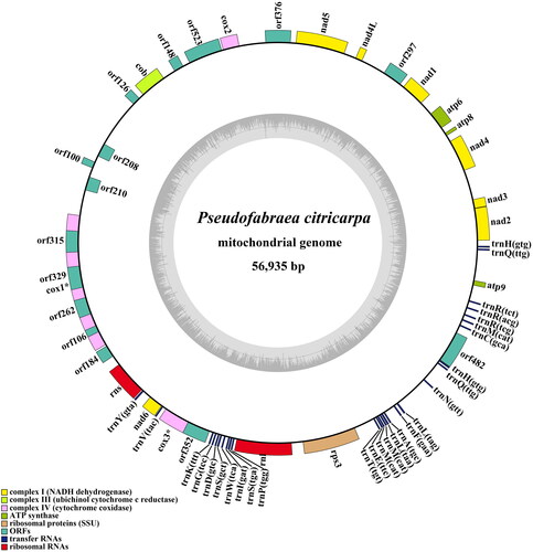 Figure 2. The circular mitogenome map of Pseudofabraea citricarpa.