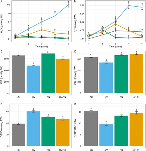 Figure 5. The individual and combined effects of TiO2 NPs and UV-B irradiation on oxidative stress, and antioxidant system in rice seedlings. (A) The contents of hydrogen peroxide (H2O2), (B) superoxide anion (O2•−), (C) AsA, (D) GSH, (E) GSSG, and (F) GSH/GSSG ratio in rice plants. The values represented are the means ± SE (n = 8), and significant differences between the means were calculated at p ≤ 0.05 using Duncan’s multiple range test.