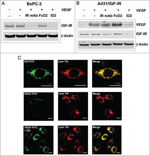 Figure 5. Evidence for internalization and degradation of both IGF-IR and VEGF by ID2 in vitro. (A) In BxPC-3 cells, ID2 at 20 nM induces IGF-IR internalization and degradation in the presence of 100 ng/mL VEGF by immunoblotting. IR mAb and FcD2 were used as controls. (B) In A431/IGF-IR cells, ID2 at 10 nM induces both surface IGF-IR and supernatant VEGF internalization/degradation in the presence of 400 ng/mL (10 nM calculated as a dimer) VEGF by immunoblotting. IR mAb and FcD2 were used as controls. (C) Fluorescence confocal microscopy analysis on the delivery of ID2 and VEGF to the lysosome in BxPC-3 cells: (top row) the co-localization of FITC-labeled ID2 with lyso tracker; (middle and bottom row) the co-localization of FITC labeled VEGF with the lysosome is dependent on ID2 treatment. Scale bar = 20 μm.