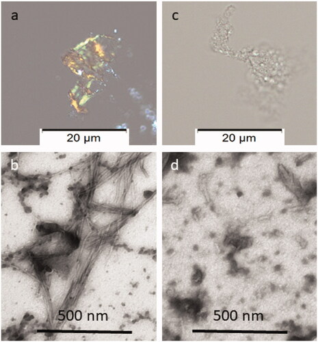 Figure 4. Congo red and Electron microscopy analyses of the material recovered after ThT analysis. In (a), amyloid exhibiting green birefringence after Congo red staining and (b) long unbranched amyloid fibrils are present in solution of IAPP 40 µg/mL. In (c), no Congophilc material can be detected and in (d) an amorphous material is present in solution containing IAPP 40 µg/mL with MES 200 µg/mL. Samples in a and c are stained with Congo red and samples in b and d are negatively contrasted with 2% Uranyl acetate in 50% ethanol.