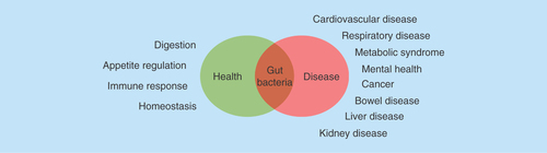 Figure 1. A diagrammatic overview of the positive and negative influence of gut bacteria represented across a wide-range of health and disease conditions.