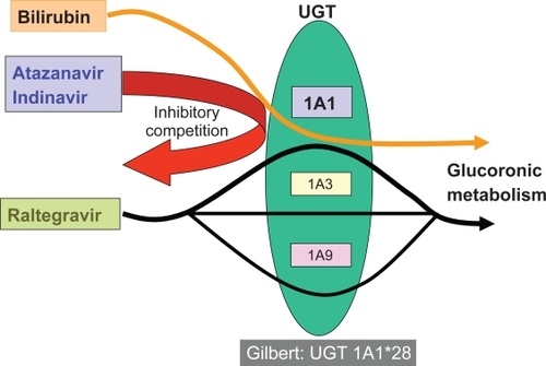 Figure 2 Antiretrovirals, bilirubin and UGT inhibition.