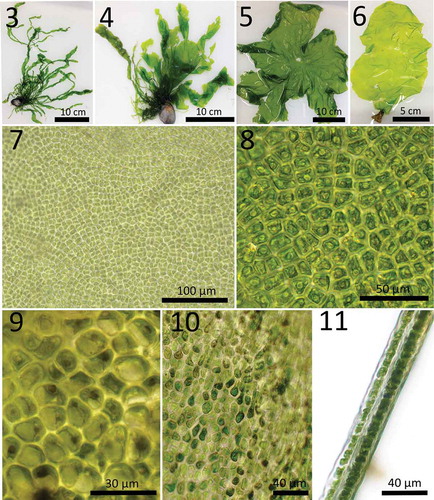 Figs 3–11. Morphotypes of Ulva compressa found in northern Germany and micromorphology of bladed thalli. Fig. 3. Tubular, branched form of U. compressa sampled in the Wadden Sea, Nordstrand (September 2015), referring to the morphology of the holotype. Fig. 4. Specimen exhibiting mixed morphologies of the tubular and blade-like form of U. compressa from the Wadden Sea, Dagebüll (September 2015). Fig. 5. Drifting U. compressa blade without rhizoidal zone and Fig. 6. blade attached to concrete, collected in the Baltic Sea, Wulfen, Fehmarn (August 2015). Figs 7–11 display the micromorphology of blade-like U. compressa collected at Wulfen, Fehmarn in the Baltic Sea (August 2015). Fig. 7. Cells of drifting U. compressa are arranged in indistinct slightly curved rows and Fig. 8. of rectangular or irregularly polygonal shape with rounded corners. The single lobed chloroplast is either parietal and cells containing 1–2(3) central pyrenoids or Fig. 9. chloroplasts appear cap-like and pyrenoids are marginal. Attached thalli provide the same micromorphology in the middle and apical thallus parts and additionally they exhibit strongly elongated cells of a club-shaped form in the rhizoidal area Fig. 10., if present, which contain a variable number of pyrenoids (1–4). Fig. 11. Transections show the distromatic thallus structure of U. compressa.