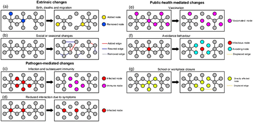 Figure 2. Classes of network dynamics. Extrinsic changes: (a) Births add new nodes and edges to a network and deaths remove them, while migration events can add and remove nodes and edges; (b) changes in social behaviour or seasonal patterns in mixing can add or remove edges, or rewire existing edges. Pathogen-mediated changes: (c) if infection confers subsequent immunity, recovered and immune individuals are removed from the epidemiologically active portion of the network; (d) when individuals withdraw from social interaction due to infection, their contacts (edges) decrease. Public health-mediated changes: (e) vaccination removes nodes and their connecting edges from the population; (f) avoidance of infected individuals may reduce contacts or replace contacts to infected nodes with contacts to susceptible nodes; (g) while school or workplace closures directly reduce contacts that would have otherwise occurred, they may inadvertently decrease social distances by causing new contacts to form elsewhere.