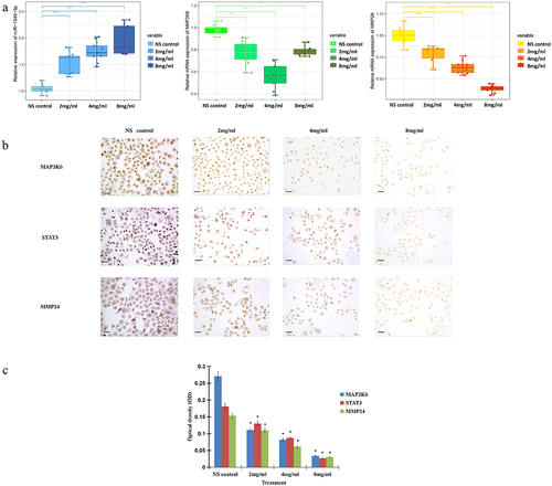 Figure 6. Salidroside inhibited the expression of miR-1343-3p, MAP3K6, MMP24 and STAT3 in gastric cancer cells. q-PCR results showed that compared with the NS control, the expression of MAP3K6 and MMP24 genes in gastric cancer cells were significantly down-regulated after different concentrations of salidroside treatment, whereas miR-1343-3p was significantly up-regulated. The higher the concentration of salidroside, the higher the expression level of miR-1343-3p (A). Variance analysis for comparison between different groups, data is presented as mean ± SD, n = 3, *p <.05. Immunohistochemistry showed that the expression of MAP3K6, STAT3 and MMP24 signal proteins in gastric cancer cells decreased after different concentrations of salidroside treatment. The higher the concentration of salidroside treatment, the weaker the staining of signaling molecules in the cancer cells (B) and the lower the relative ration of OD values (C). Chi-square test for comparison between different groups, data is presented as mean ± SD, n = 3, *p <.05. Scale bar: 20 μm.