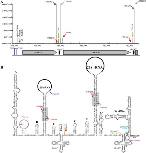 Figure 1. 5′P-seq detected processing sites in the polycistronic pre-rRNA of M. psychrophilus. (a) Schematic shows the 5′P-seq reads and genome location of the polycistronic pre-rRNA processing sites, in which the representative ones are noted in (b) with the same coloured arrows and letters. Arrows in brown and orange indicate the cleavage sites of ribonucleases RNase P and RNase Z. Arrows in red, magenta, and purple point the processing sites produced by unknown endoribonucleases, and arrow in cyan specifies the mature 5′ end of 5S rRNA. Blue arrows indicate the two transcription start sites (TSSs) of the rrn operon detected by dRNA-seq (Fig. S1). (B) RNA secondary structures of the polycistronic pre-rRNA include six helices (A, B, C, E, F, C′) and a processing stem each in pre-16S and pre-23S rRNAs, and two tRNAs and 5S rRNA.