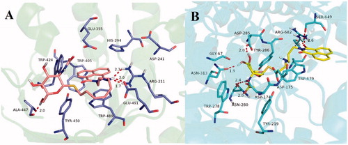 Figure 5. (A) Molecular docking of 15j with hsHexB (PDB ID: 3LMY). The enzyme is presented as cartoon representation, the catalytic residues and compound 15j are shown as sticks, and hydrogen bonds are highlighted as red dashed lines. Atom colors of 15j: light pink-carbon atoms, red-oxygen atoms, blue-nitrogen atoms, dark yellow-sulfur atoms. (B) Molecular docking of 15b with hOGA (PDB ID: 5M7U). The enzyme is presented as cartoon representation, the catalytic residues and compound 15b are shown as sticks, hydrogen bonds are highlighted as red dashed lines. Atom colors of 15b: yellow-carbon atoms, red-oxygen atoms, blue-nitrogen atoms, dark yellow-sulfur atoms. The molecular models were created using software PyMOL.