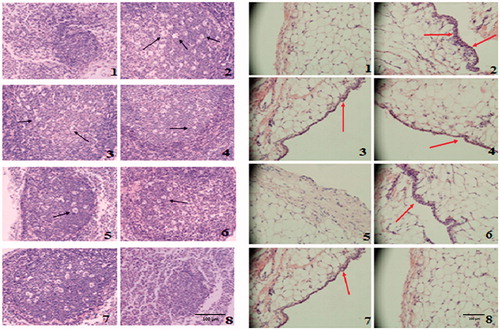 Figure 6. (A) Histopathological examination of MLN in CIA rats. (1) In normal rats, fewer and smaller lymphatic follicles and no inflammatory cells were observed in MLN. (2) In CIA rats, hyperplastic lymphatic follicle and the infiltration of inflammatory cells were observed. (3), (6) and (7) In CIA rats treated with AGE (40, 60 mg/kg) and celecoxib (30 mg/kg) show little lymphatic follicles hyperplasia and cells infiltration. (4), (5) and (8) In CIA rats treated with AGE (20 mg/kg), ASP (40 mg/kg), GE (40 mg/kg), lymphatic follicles hyperplasia and inflammatory cells infiltration were significantly reduced (original magnification ×200). (B) Effects of AGE on histopathological changes in the FLS of CIA rats (original magnification ×200). (1) Normal control, (2) CIA model, (3) CIA + AGE (20 mg/kg), (4) CIA + AGE (40 mg/kg). (5) CIA + AGE (60 mg/kg), (6) CIA + ASP (40 mg/kg), (7) CIA + GE (70 mg/kg), (8) CIA + celecoxib (30 mg/kg). Arrowheads indicate synovial inflammatory cell infiltration.