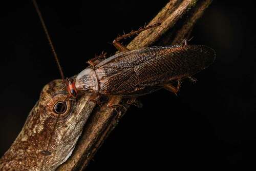 Figure 1. Cockroach positioned on head of Anolis fuscoauratus, on 29 March 2019 in the Ecuadorian Amazon