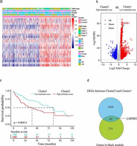 Figure 2. Screening hub genes from the black module and DEGs. (a) Heatmap of the clusters defined by metastasis-associated gene sets based on consensus clustering. (b) DEGs between cluster 2 (high metastasis score) and cluster 1 (low metastasis score) are shown in the volcano plot. (c) Survival curve of HCC patients in cluster 1 and cluster 2. (d) The hub genes of HCC are shown in the Venn diagram.