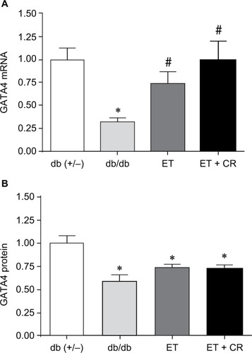 Figure 1 The effects of diabetes, ET, and CR on cardiac GATA4 mRNA expression (A) and protein expression (B).