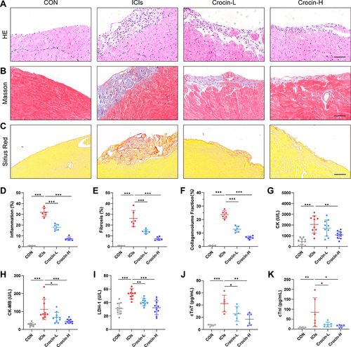 Figure 2 Effect of crocin on ICIs-related myocarditis in myocardial inflammation, fibrosis, and myocardial injury. Representative images of HE staining (A), Masson staining (B) and Sirius Red staining (C) of inflammatory manifestations, myocardial fibrosis and collagen deposition in heart sections. Scale bar = 100 μM. (D–F) Quantifications of the inflammatory area, fibrosis area and collagen volume fraction. (G–K) Serum levels of creatine kinase (CK), creatine kinase-MB (CK-MB), lactate dehydrogenase-1 (LDH-1), cardiac troponin T (cTnT) and cardiac troponin I (cTnI). The data were expressed as mean ± SD. *p < 0.05, **p < 0.01 and ***p< 0.001.