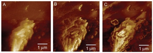 Figure 6 Electric force microscopy images for zeta potential analysis. (A) Electric force microscopy image, (B) phase image, and (C) phase image when the focal length was increased by 3 μm.