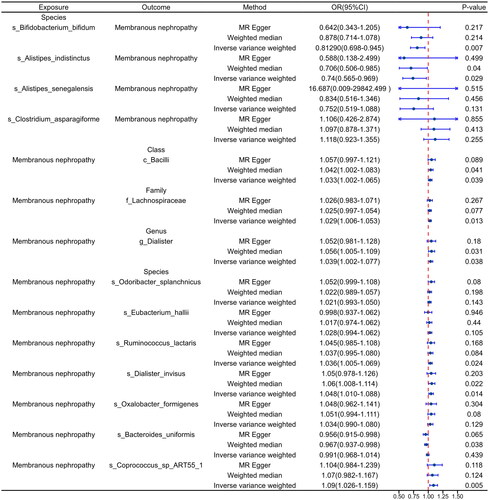 Figure 3. Validation of the main results of the cohort MR analysis. The exposure factor in the forward analysis was gut microbiota and in the reverse analysis was primary membranous nephropathy. OR: odds ratio; CI: confidence interval.