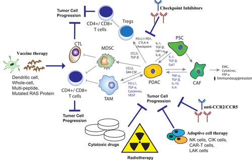 Figure 1 Therapeutic strategies target components of the tumor microenvironment in PDAC. Tumor microenvironment creates a barrier for immunotherapy and cytotoxic drugs in pancreatic cancer. Inhibition of the resistance mechanisms in pancreatic cancer by vaccine therapy and checkpoint inhibitors lead in activation of T-cells and tumor cell destruction. Adoptive cell transfer (ACT) lead to immune destruction of tumor cells while cytotoxic drugs and radiotherapy improve the efficacy of anticancer therapy. Adapted with permission from Schizas D, Charalampakis N, Kole C, et al. Immunotherapy for pancreatic cancer: a 2020 update. Cancer Treat Rev. 2020;86:102016.Citation9