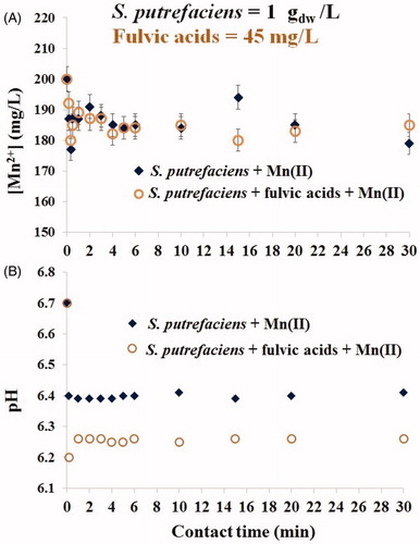 Figure 3. Kinetics of Mn(II) sorption by viable S. putrefaciens (1 gdw/L) for 30 min in absence/presence of fulvic acids (45 mg/L) at the initial Mn(II) concentration of 200 mg/L (A) and drift of pH in the same batches (B).